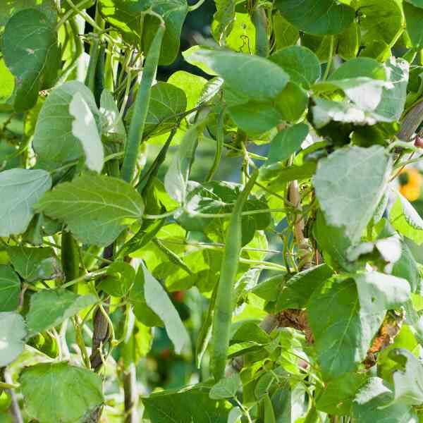 bean-climbing-kentucky-wonder-seeds-2 bean-climbing-kentucky-wonder-seeds-2