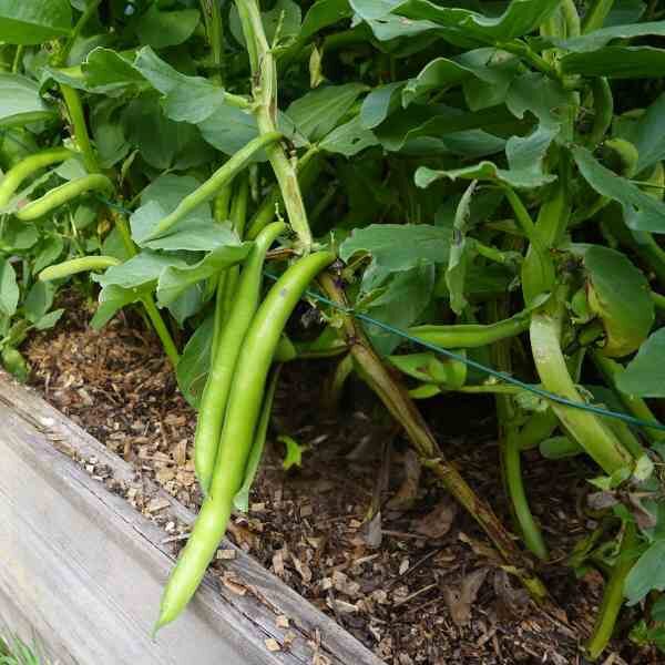 bean-climbing-kentucky-wonder-seeds-3 bean-climbing-kentucky-wonder-seeds-3