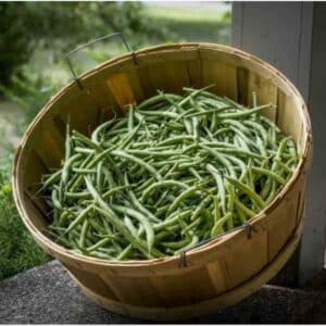 Bean Kentucky Wonder