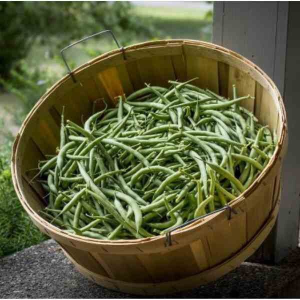 bean-climbing-kentucky-wonder-seeds-4 bean-climbing-kentucky-wonder-seeds-4