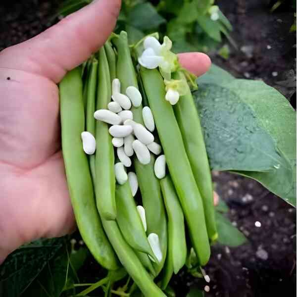 bean-giant-of-stuttgart-seeds-1 bean-giant-of-stuttgart-seeds-1