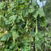 bean-giant-of-stuttgart-seeds-2