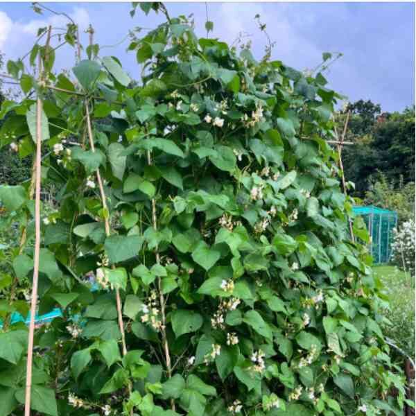 bean-giant-of-stuttgart-seeds-3 bean-giant-of-stuttgart-seeds-3