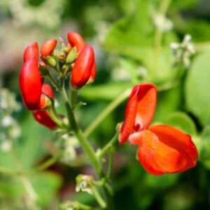 Runner Bean Scarlet Emperor