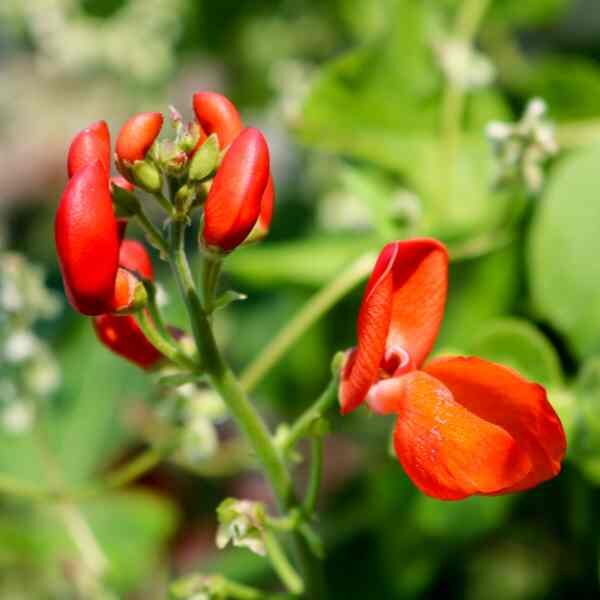 bean-scarlet-emperor-seeds-5
