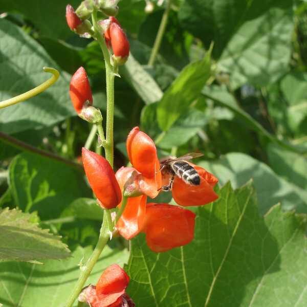 bean-scarlet-emperor-seeds bean-scarlet-emperor-seeds
