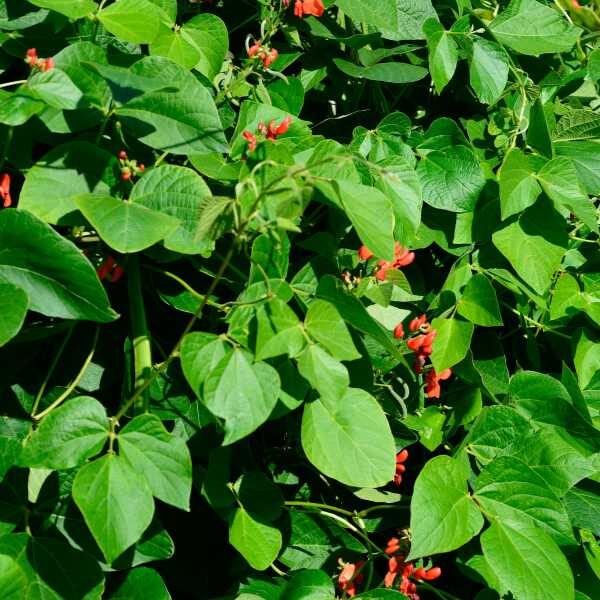 bean-scarlet-emperor-seeds2 bean-scarlet-emperor-seeds2