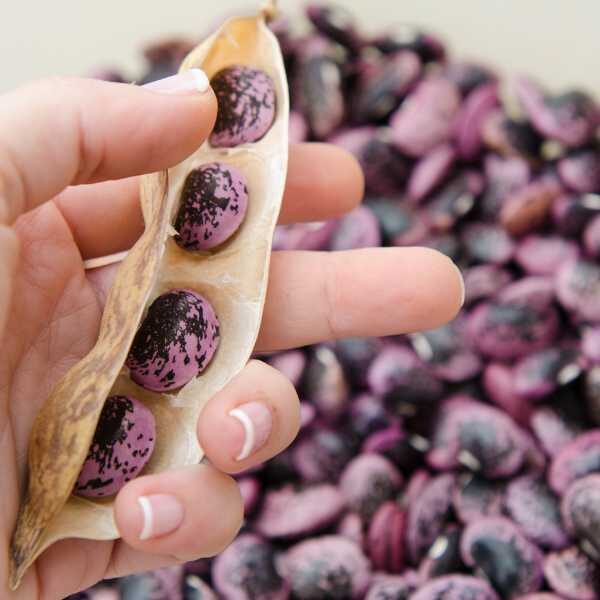 bean-scarlet-emperor-seeds4 bean-scarlet-emperor-seeds4