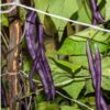 beans-royal-burgundy-seeds