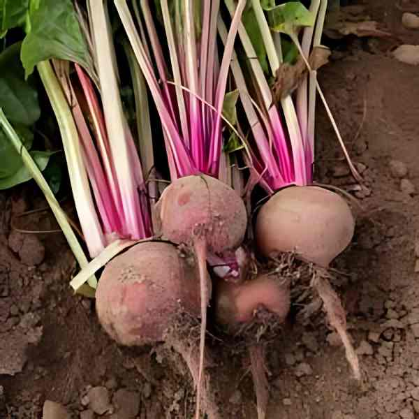 beetroot chioggia seeds 1