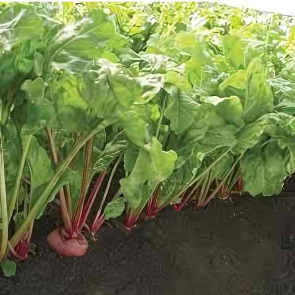 beetroot-chioggia-seeds-2 beetroot-chioggia-seeds-2