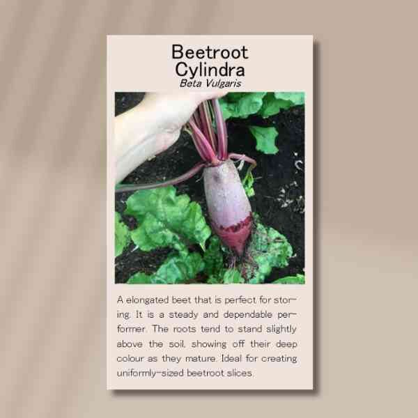 beetroot-cylindra-back beetroot-cylindra-back