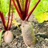 beetroot-cylindra-seeds-1