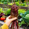 beetroot-cylindra-seeds-3