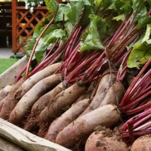 Beetroot Cylindra