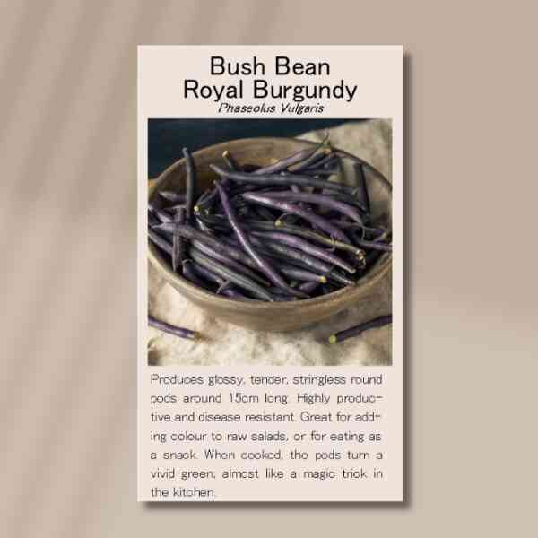 bush-bean-royal-burgundy-front bush-bean-royal-burgundy-front