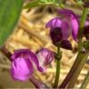 bush-bean-royal-burgundy-seeds-2