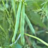 bush-bean-windsor-long-pod-1