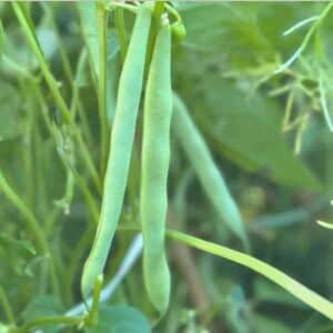 bush-bean-windsor-long-pod-1