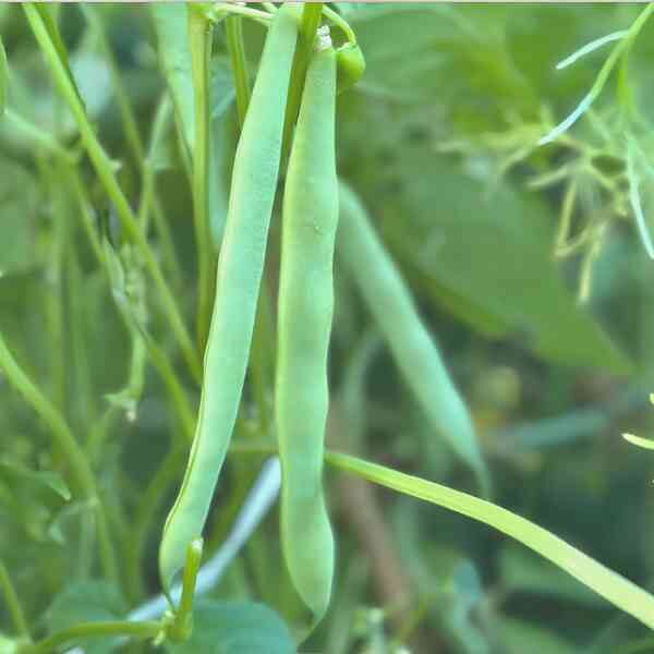 bush-bean-windsor-long-pod-1 bush-bean-windsor-long-pod-1