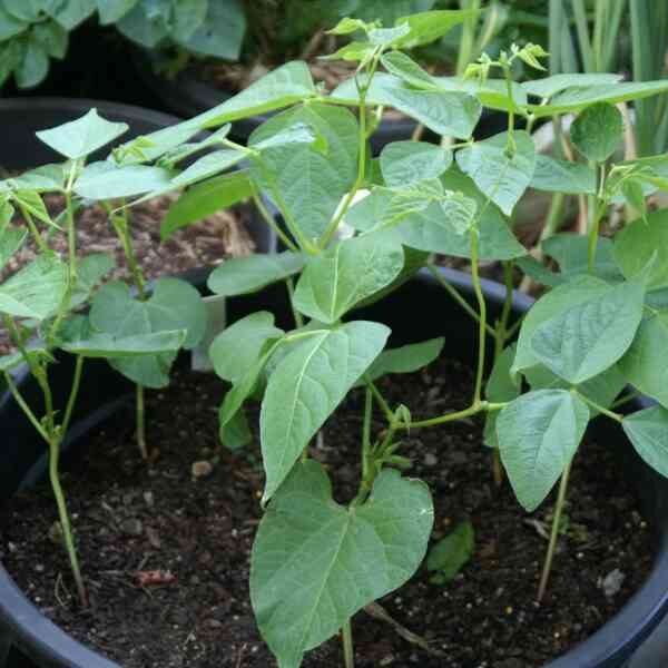 bush-bean-windsor-long-pod-2 bush-bean-windsor-long-pod-2