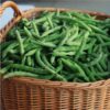 bush-bean-windsor-long-pod-3