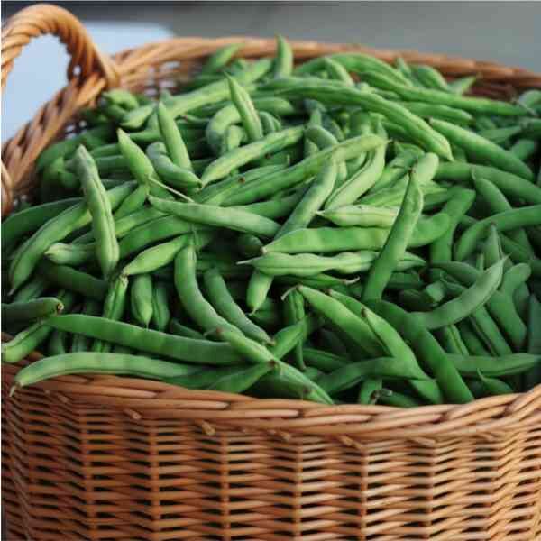 bush-bean-windsor-long-pod-3