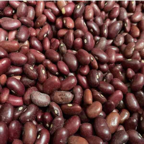 bush-bean-windsor-long-pod-4 bush-bean-windsor-long-pod-4