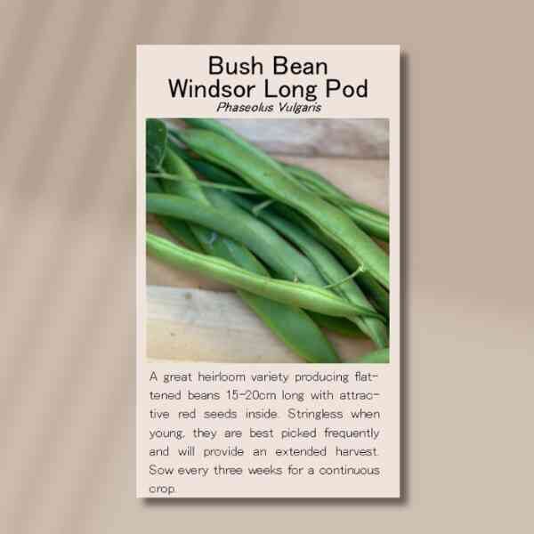 bush-bean-windsor-long-pod-front bush-bean-windsor-long-pod-front