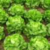 iceburg-lettuce-great-lakes-seeds-1