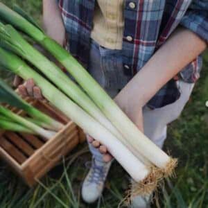 Leek American Flag