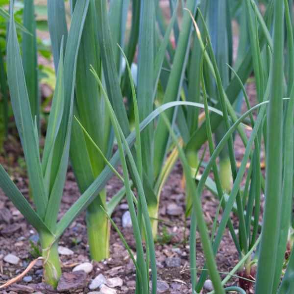 leek-carantan-seeds-1 leek-carantan-seeds-1