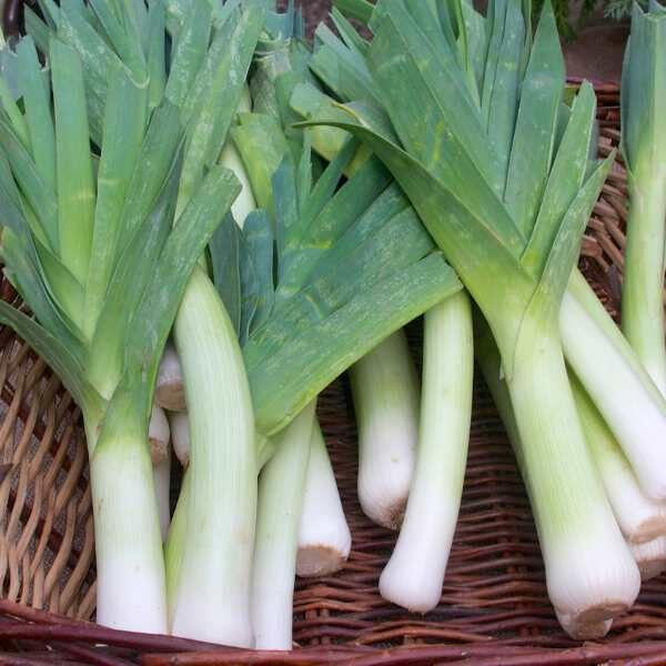 leek-carantan-seeds-2 leek-carantan-seeds-2