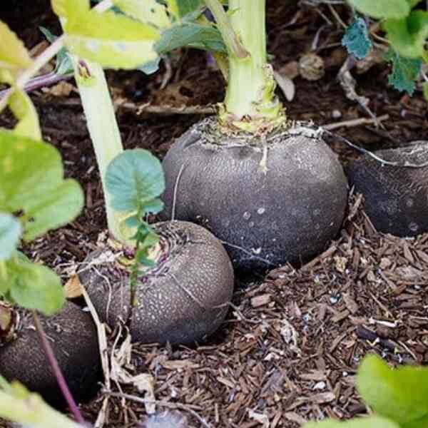 squash-bennings-green tint-seeds-5 squash-bennings-green tint-seeds-5