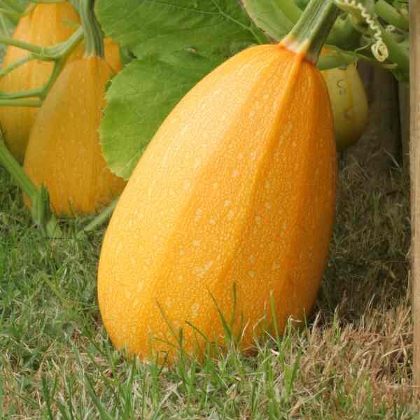 vegetable-spaghetti-seeds-6 vegetable-spaghetti-seeds-6