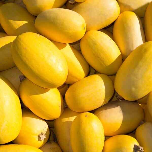 vegetable-spaghetti-seeds-7 vegetable-spaghetti-seeds-7