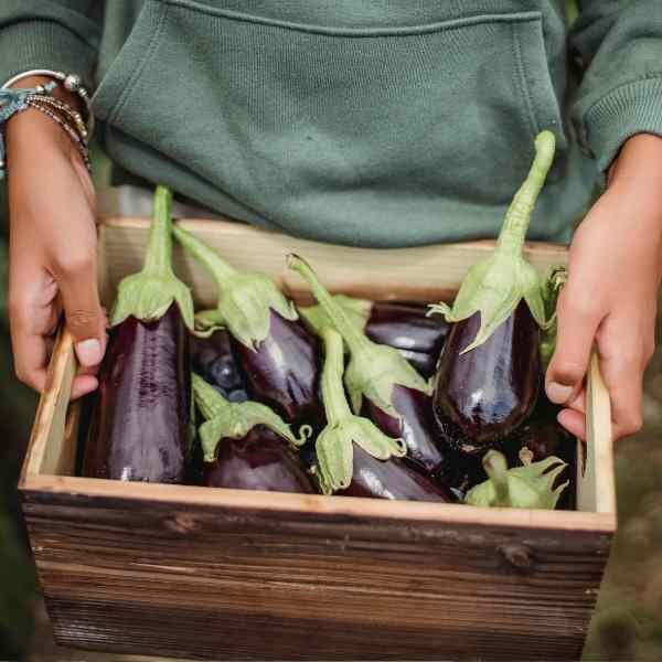 eggplant-black-beauty-seeds-2 eggplant-black-beauty-seeds-2