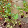 eggplant-black-beauty-seeds-3