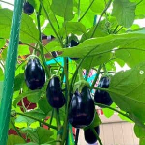 Eggplant Black Beauty