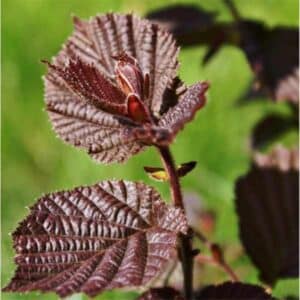 Perilla Shiso Red