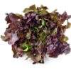 lettuce-oak-leaf-red-seeds-1