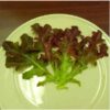 lettuce-oak-leaf-red-seeds-2