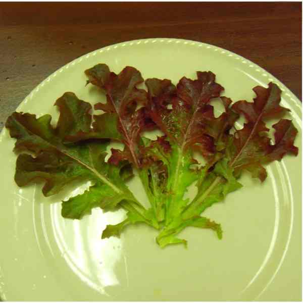 lettuce oak leaf red seeds 2