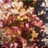 lettuce-oak-leaf-red-seeds-3