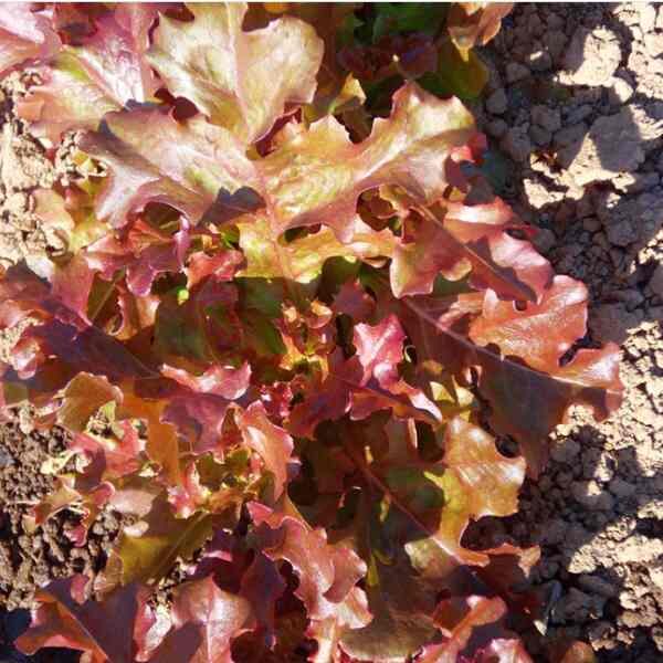 lettuce-oak-leaf-red-seeds-3 lettuce-oak-leaf-red-seeds-3