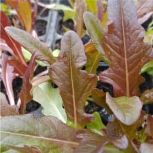 Lettuce Red Oak Leaf
