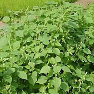 perilla-green-seeds-1