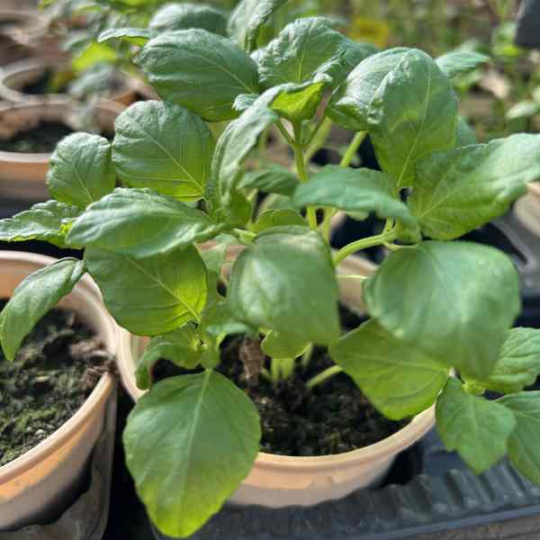 perilla green seeds 3