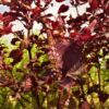 perilla-seeds-2