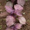 perilla-seeds-3